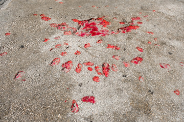 Sarajevo Rose. Pays a tribute to the Siege of Sarajevo and those who were killed during the war....