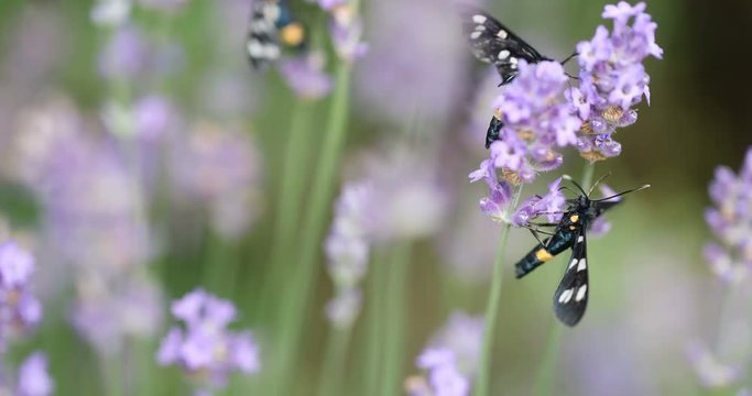 Bumblebee and Nine-spotted moth (Amata phegea) sitting on lavender bloom macro 4K in 50FPS