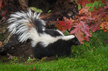 Striped Skunk (Mephitis mephitis) Walks Left