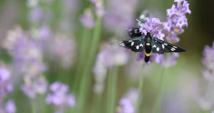 Nine-spotted moth (Amata phegea) sitting on lavender bloom macro 4K in 50FPS