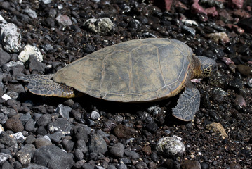 Close up of sea turtles resting on a rocky sand beach in Maui Hawaii