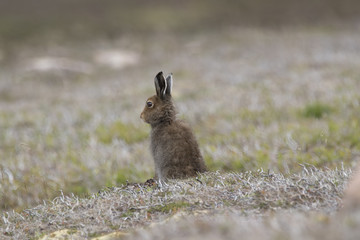 Obraz premium mountain hare