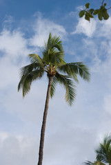 Tropical View, Lanai Lookout, Hawaii