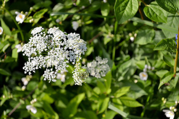 Close up of wildflower Pimpinella saxifraga.