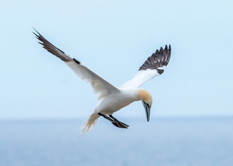 Fototapeta na wymiar gannet