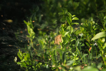 Groving leaves