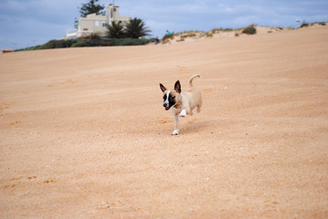 cachorro a correr na areia