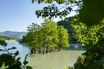 Beautiful tiny grove of bald cypress trees growing in lake water. Scenic summer blue sky landscape.