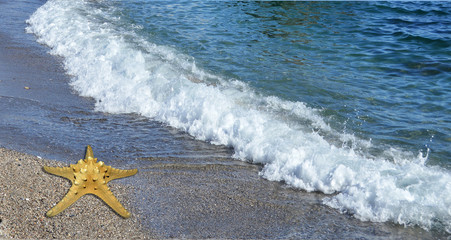 Estrella de mar y orilla. Verano