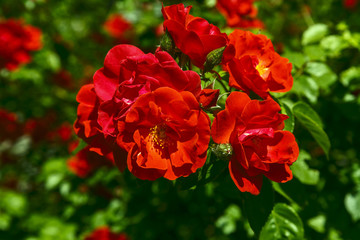 Close-up of red garden roses