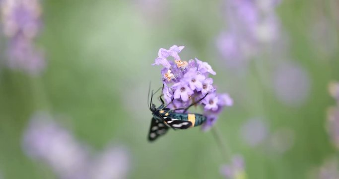 Nine-spotted moth (Amata phegea) sitting on lavender bloom macro 4K in 50FPS