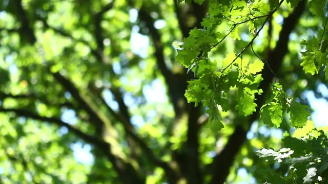 Amazing sunlight on oak leaves in summer