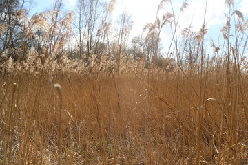 Obraz premium Paysage