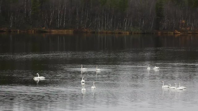 Sample of elegance and pure beauty. Autumn migrating whooper swan (Cygnus cygnus) stopped for rest and feeding on taiga river
