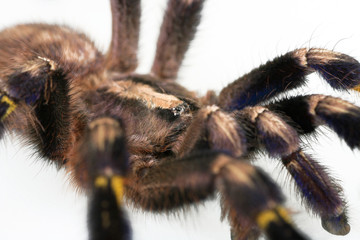 Vogelspinne Portrait mit Spinnenaugen