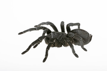 schwarze Vogelspinne als Freisteller