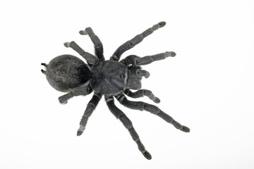 schwarze Vogelspinne von oben als Freisteller