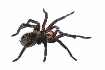 eine lila Vogelspinne als Freisteller