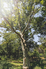 Huge Platanus in the park