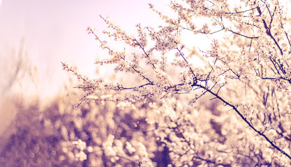 Fototapeta na wymiar Blossom fruit plum tree