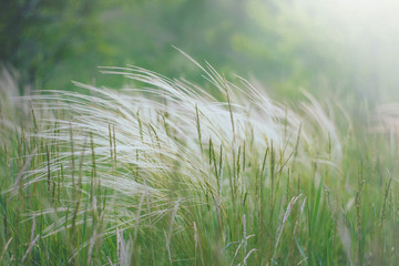 Feather grass in the field. Sunny afternoon