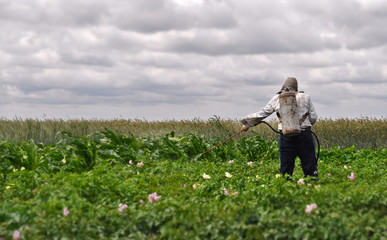Мужчина опрыскивает картофель химикатами от вредных насекомых
