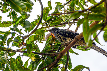 The Asian Male and Female Koel, crimson iris, long tailed bird of Sri Lanka, perched on Mango Tree eating mangos