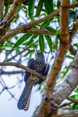 The Asian Male and Female Koel, crimson iris, long tailed bird of Sri Lanka, perched on Mango Tree eating mangos