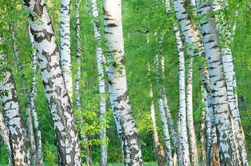 Trunks of a birch grove in the early morning of summer