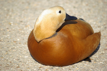 Canard tadorne casarca au soleil