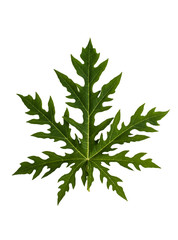 Close up papaya leaves isolated on white. Clipping path