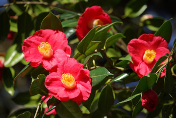 Camélia rouge au printemps au jardin