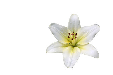 Fototapeta na wymiar The flower of Lilia white (lat. Lílium candídum) isolated on a white background.
