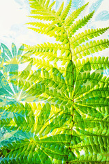 Exotic plants, fern leaves, artistic background