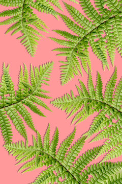 Beautiful, artistic background with fern leaves