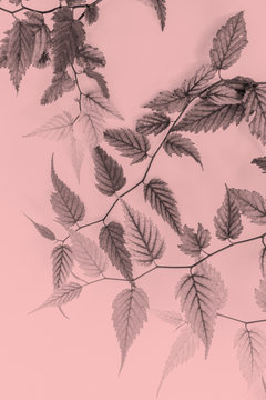 Young leaves, artistic background in soft colors