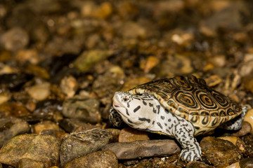 Northern Diamondback Terrapin