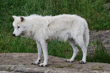 Obraz premium Loup Blanc