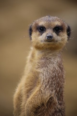 suricate