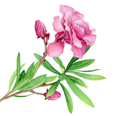 Watercolor Blooming Oleander Flower - 164311412