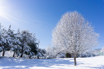 Fototapeta premium Sunny Snow