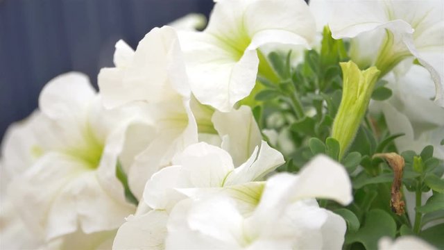  High quality video of white flowers in the garden in 4K
