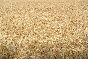 wheat field