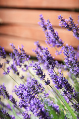 Lavender bush in the garden