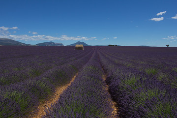 Valensole Capitale de la Lavande