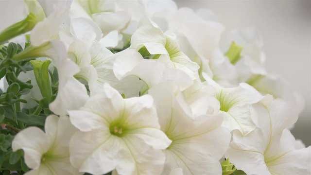 High quality video of white flowers in the garden in 4K