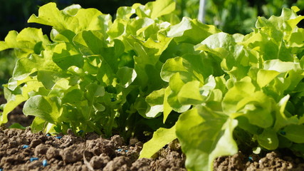 Frischer Salat im eigenen Garten