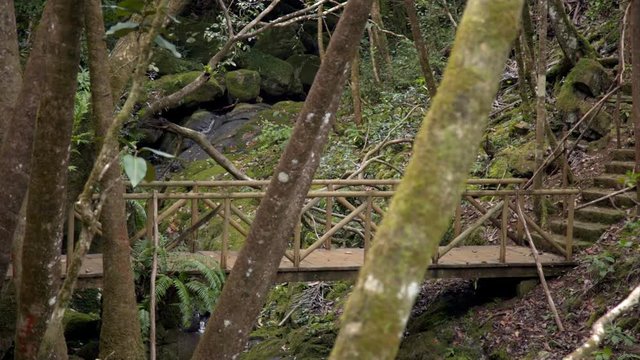 The camera films a woman walking slowly across a wooden bridge in a forest in Mauritius. She stops to take a pictures of a stream.