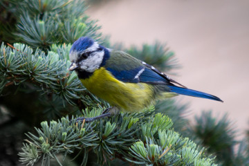 blue tit 
