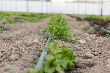 Young green salad plants in a greenhouse